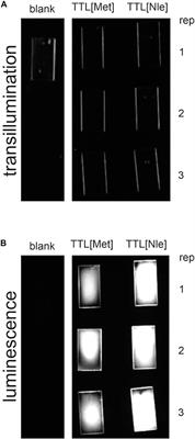 Residue-Specific Incorporation of the Non-Canonical Amino Acid Norleucine Improves Lipase Activity on Synthetic Polyesters